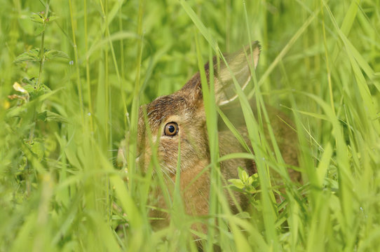 European Hare or Brown Hare (Lepus europaeus), leveret in tall grass, North Rhine-Westphalia, Germany, Europe