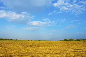 Fototapeta premium Stubble