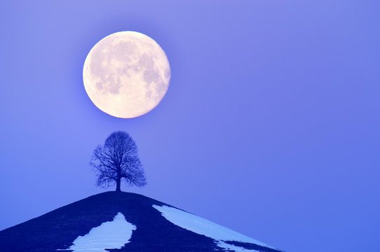 Lime Tree (Tilia) on a moraine hill at full moon, Canton of Zurich, Switzerland, Europe