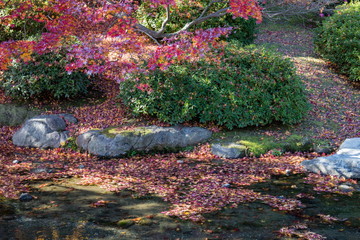 Colorful maple leaves and stream