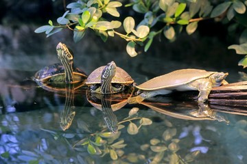 Spiny softshell turtle (Apalone spinifera) and red-eared slider or red-eared terrapin (Trachemys scripta elegans), adult, group, native to North America, captive, Germany, Europe