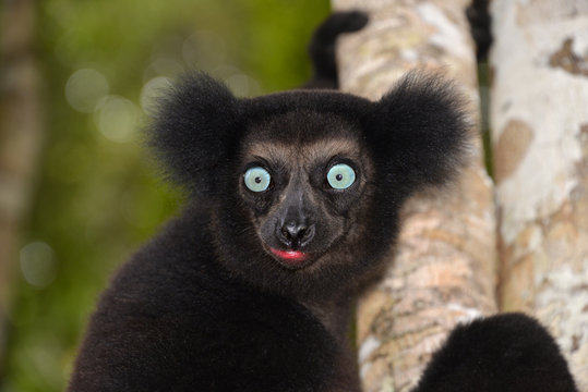 Indri (Indri indri), Manompana rainforests, Madagascar, Africa