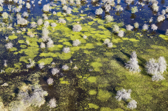 Dying Mopane trees (Colophospermum mopane) in a freshwater marsh, aerial view, Okavango Delta, Botswana, Africa