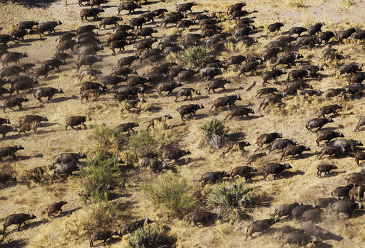 Cape Buffaloes (Syncerus caffer caffer), roaming herd, Okavango Delta, Botswana, Africa