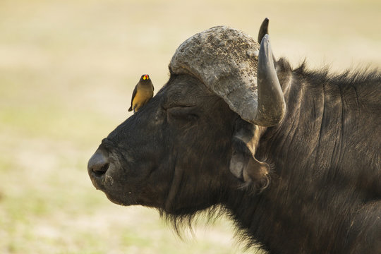Cape Buffalo (Syncerus caffer caffer), bull with Yellow-billed Oxpecker (Buphagus africanus), the oxpeckers are associated with large mammals and peck ticks and other parasites from their skin, Chobe National Park, Botswana, Africa