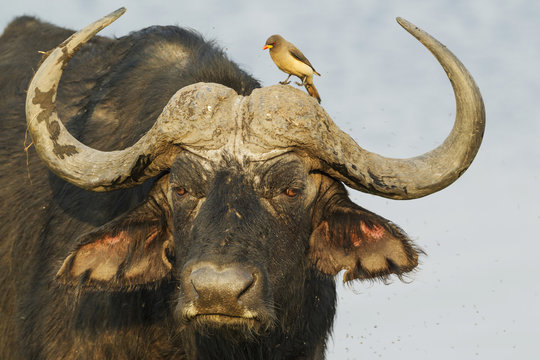 Cape Buffalo (Syncerus caffer caffer), bull with Yellow-billed Oxpecker (Buphagus africanus), the oxpeckers are associated with large mammals and peck ticks and other parasites from their skin, Chobe National Park, Botswana, Africa