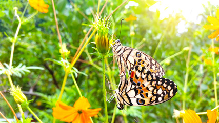 Butterflies mating