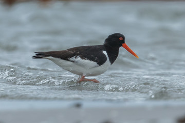 Austernfischer im meer