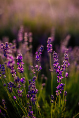 Field of blooming lavender.
