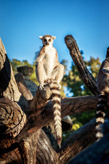 Ring-tailed Lemur 'Lemur Catta' in safari-park