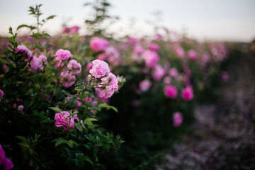Tea Rose Field.