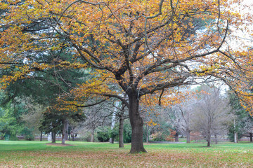 trees in a park in autumn fall