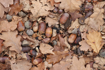 dried brown autumnal oak leaves and acorns on the ground textured background