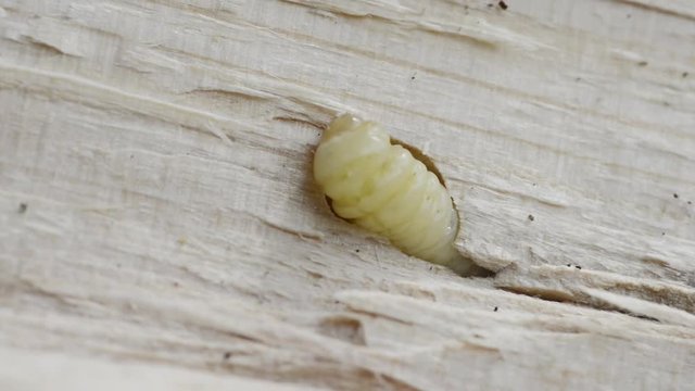 Holzwurm