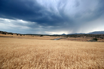 Fototapeta na wymiar dramatic sky and wheat