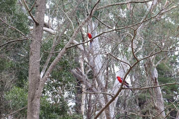 a pair of red and blue crimson rosellas