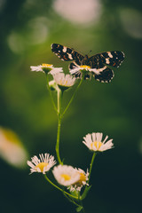 beautiful butterfly on a flower.