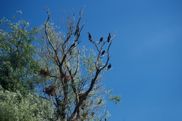 Danube Delta in Romania birds