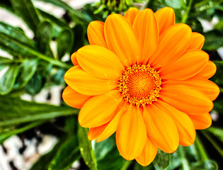 Daisy Amarillo