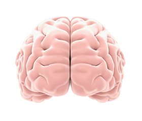 Human Brain Anatomy Isolated