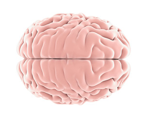 Human Brain Anatomy Isolated