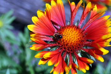 Zinnia bicolor flower blooming and wild bee pollen it, close up macro detail top view, green soft background bokeh