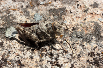 Camouflaged grasshopper on a rock