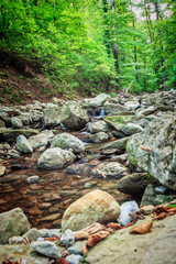 Mountain river flowing through the green forest