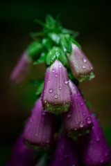 Wassertropfen auf Fingerhut Blüte