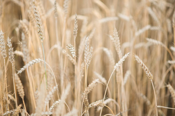Background picture close-up of wheat spikelets on the field. Golden spikelets symbol of harvest and fertility. Selective focus