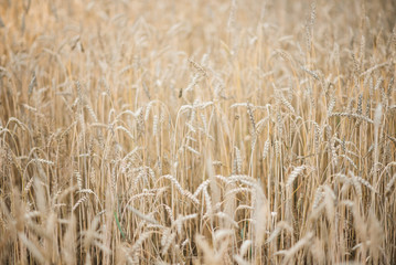 Background picture close-up of wheat spikelets on the field. Golden spikelets symbol of harvest and fertility. Selective focus