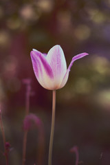 Obraz na płótnie Canvas pink Flower