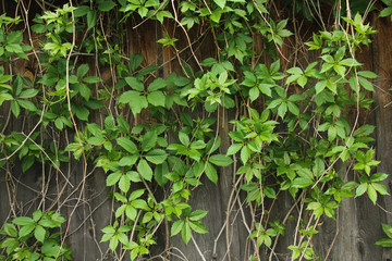 wild grapes