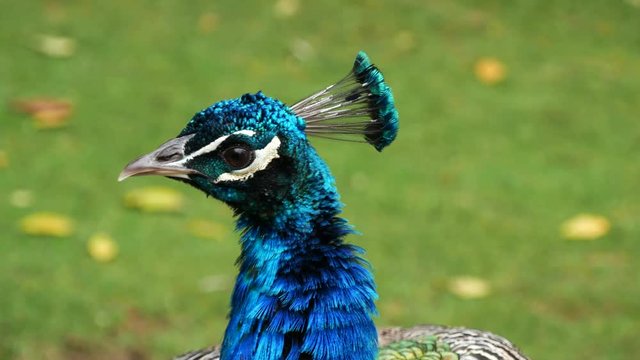 Close up of a male Peacock.
