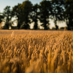 żyto uprawa © BlackMediaHouse