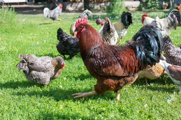 poultry on a rural yard