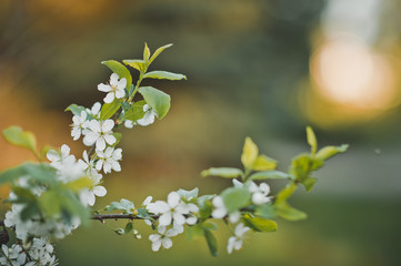 Cherry blossom Bush with blurred background 1242.