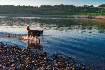 Siberian husky dog running on shallow water at sunset.