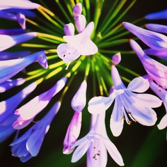 Naklejka premium Summer flowers