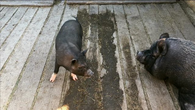 Small and large pig in a stable with a wooden floor.