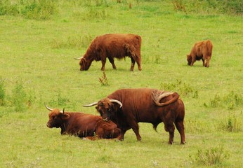 Schottische Hochlandrinder auf einer Wiese in der freien Natur