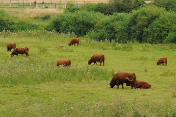 Schottische Hochlandrinder auf einer Wiese in der freien Natur