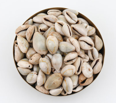 Natural white Black kaudi or kodi