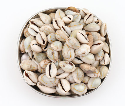 Natural white Black kaudi or kodi