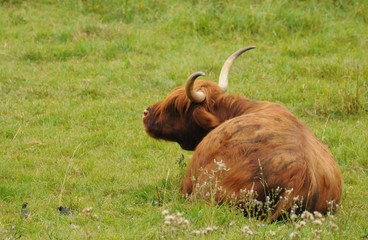 Schottische Hochlandrinder auf einer Wiese in der freien Natur
