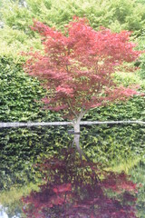 Red Tree & Pound 