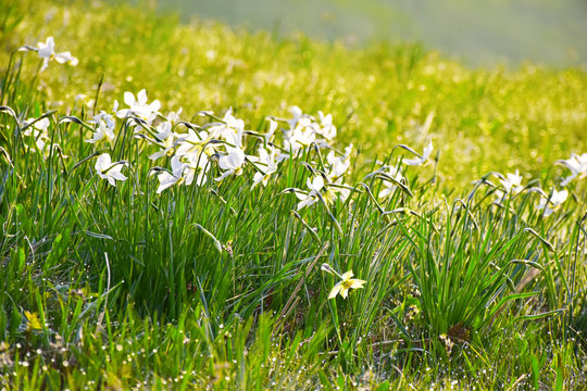 I narcisi fioriti nel prato colorato
