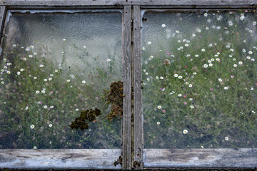 Flowers in overground glass frame