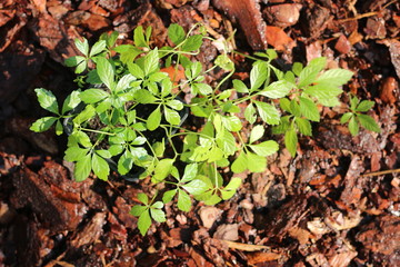 ZIELE ŻYCIA Gynostemma pentaphyllum