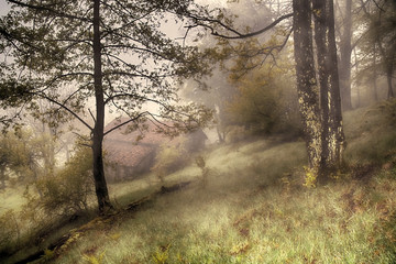 Fototapeta premium La baita in mezzo al bosco